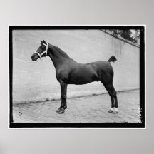 Vintages Pferd Plakat