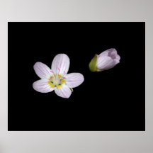 Virginia Springbeauty Posterdruck