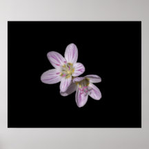 Virginia Springbeauty Posterdrucke