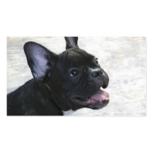 Visitenkarten der französischen Bulldogge