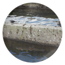Vogel-Brücke teller