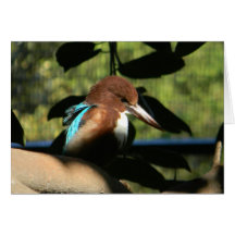 Vogel-Gruß-Karte