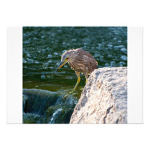 Vogel in der Wassereinladung