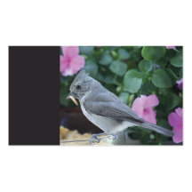 Vogel mit einer Mehlworm-Visitenkarte