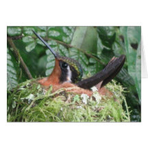 Vogelbaby Grußkarten
