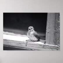 Vogelbaby Plakat