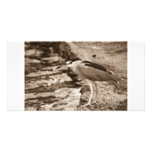 Vogelfotokarte