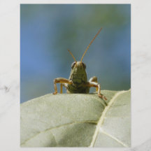 Vorderansicht der Heuschrecke Flyerdruck