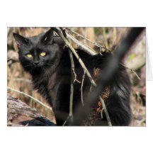 Vorsichtiger Stern-Noir Katze Karte