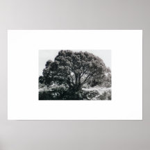 Wacholderbusch-Baum Poster