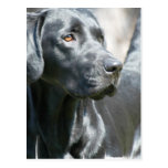 Wachsame schwarze Labrador-Postkarte postkarten