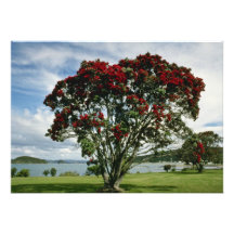 Waitangi, Weihnachtsbaum, Neuseeland-Blume Ankündigungen