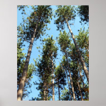 Wald der roten Kiefer Posterdruck