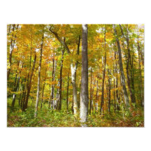 Wald des gelben Blätter-Foto-Druckes