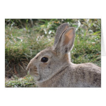 Waldkaninchen-Kaninchen Grußkarte