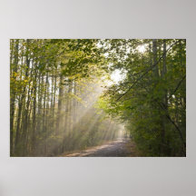 Waldlicht Plakate