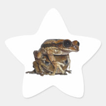 Waldsteiger Frosch Duo Sternaufkleber
