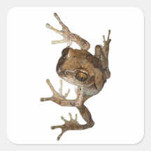 Waldsteiger Frosch Quadratsticker