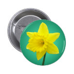 Waliser-Narzisse - IV Anstecknadelbutton