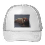 Walross-Baseball-Mütze