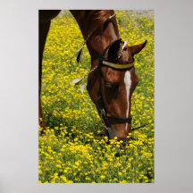 Wanderer mit gelben Blumen Plakate