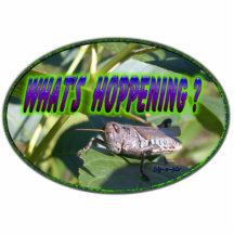 Was Hoppening Heuschrecke ist Photofiguren