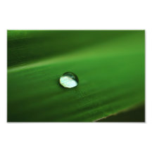 Wasser auf Blatt Photographien
