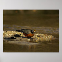 Wasser cooler poster