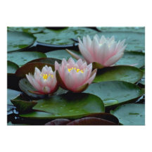 Wasser-Lilien im Rosa Ankündigungen