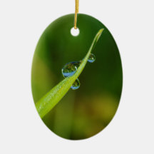 Wasser-Tröpfchen auf einem grünen Grashalm Weihnachtsbaum Ornamente