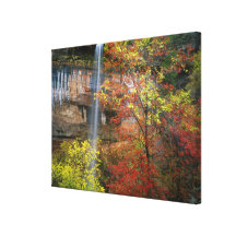 Wasserfall, bigtooth Ahorn Acer Gespannte Galeriedrucke