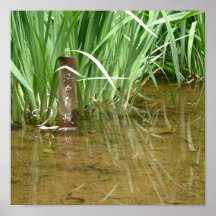 Wasserlilie Posterdruck