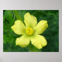 Wassermelone-Blüte Plakat