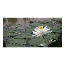 Waterlilly Personalisierte Foto Karte
