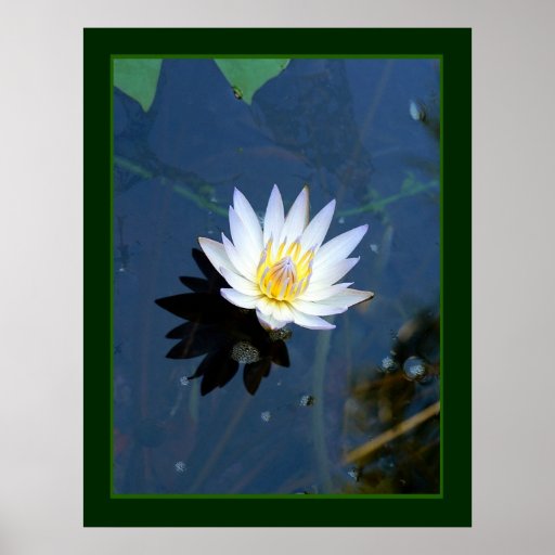 Waterlily Plakatdruck