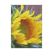 Weckende Sonnenblume Galerie Falt Leinwand