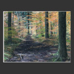 "Weg im Holz" Postkarte postkarten