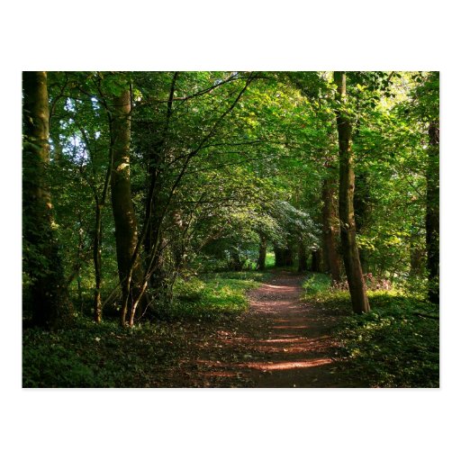 Weg im Holz Postkarte