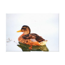 Weibliche Stockenten-Ente Gespannter Galeriedruck