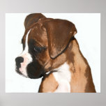 Weibliches Boxerwelpenplakat