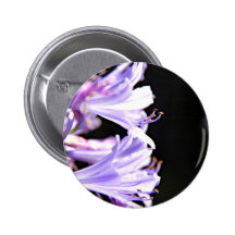 Weiche lila Agapanthus-Blumen - Lilie des Nils Anstecknadel