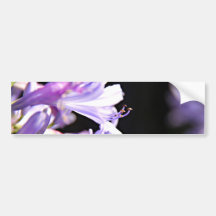 Weiche lila Agapanthus-Blumen - Lilie des Nils Autoaufkleber