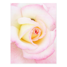 Weiche Rose Postkarten