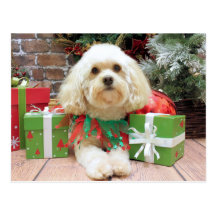 Weihnachten - Havanese - Maurer Postkarten
