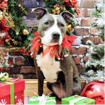 Weihnachten - Pitbull - Charme Fotoskulpturen