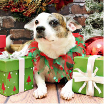 Weihnachten - Pitbull X - Opie Foto Figur