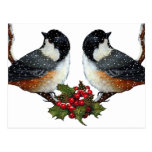 Weihnachten: Vögel: Flaumige Chickadee-Paare Postkarten