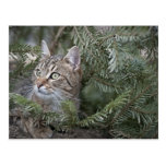 Weihnachtskatze Postkarte