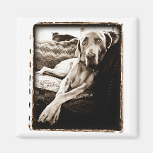 Weimaraner Nation: Ballous Stuhl Magnete