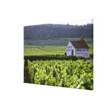 Weinberg Chambertin Clos de Beze Grand Cru mit Gespannte Galeriedrucke